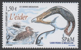Saint-Pierre Et Miquelon - Faune - Oiseaux - Les Grands Migrateurs - Eider (Somateria Mollissima) - Canard - Neufs