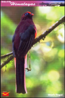 BIRDS-BIRDS OF THE HIMALAYAS-WARD´S TROGON-INDIA POST PPC-MNH-BX1-364 - Cuckoos & Turacos