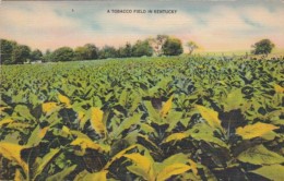 Tobacco Field In Kentucky 1953 - Tabaco