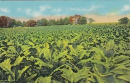 Tobacco Field In Old Kentucky Curteich - Tobacco