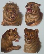Fin XIXème : 4 Chromos Découpis LIONNES & LION Têtes Différentes / Various Lions - Animali