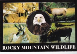 Colorado Rocky Mountain Wildlife - Rocky Mountains
