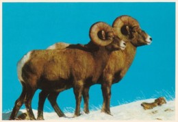Colorado Rocky Mountain Bighorn Sheep - Rocky Mountains