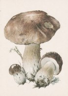 #BV4162  MUSHROOMS,  PLANTS, POST CARD, ORIGINAL PHOTO. - Paddestoelen