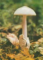 #BV4388  MUSHROOMS, PLANT, NATURE, POST CARD. - Paddestoelen