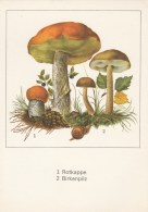 #BV4397   MUSHROOMS, PLANT, SNAIL, NATURE, POST CARD. - Paddestoelen