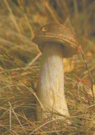 #BV4400   MUSHROOMS, PLANT, NATURE, POST CARD. - Paddestoelen