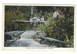 'Dinner Time In The Jungle Of Florida' Black Children Sit On Bridge Above Alligators In River, C1900s Vintage Postcard - Black Americana