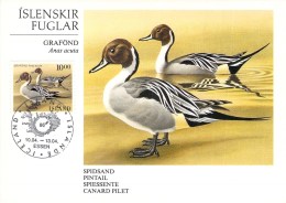 ISLANDE CARTE Maximum  NUM YVERT  598 OISEAUX CANARD - Cartes-maximum