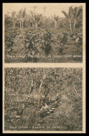 SÃO TOMÉ E PRÍNCIPE - Roça Lemba - Plantação De Cacau...; Quebra Do Cacau(Ed. Auspicio Menezes Nº T 9718) Carte Postale - Sao Tome And Principe
