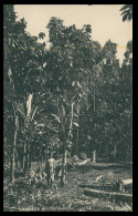 SÃO TOMÉ E PRÍNCIPE - Cacueiro Em Frutificação (Ed. Governo De S. Tomé E Principe R-S/477/1928) Carte Postale - Sao Tome And Principe