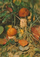 #BV5063  MUSHROOM, PLANT, NATURE, POST CARD. - Paddestoelen