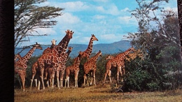 CPSM  GIRAFE SAVANE AFRICAINE ED BIONDETTI - Giraffen