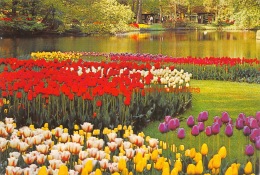 ""Keukenhof"" Lisse - Lisse