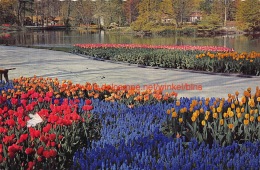 ""Keukenhof"" Lisse - Lisse