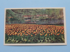 " KEUKENHOF " Lisse-Holland ( Planeta ) Anno 19?? ( Zie Foto Details ) !! - Lisse