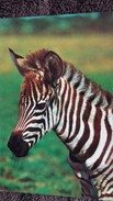 CPSM ZEBRE DE GRANT AFRIQUE ED CECAMI - Zebras