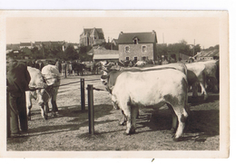 HERBIGNAC - Le Champ De Foire - Herbignac