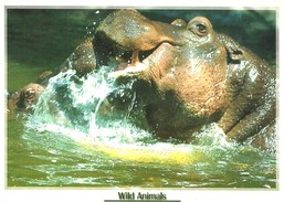 HIPPOPOTAMUS * HIPPO * ANIMAL * Lizzy Card C05 * Hungary - Flusspferde