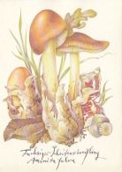 56427- MUSHROOMS - Paddestoelen