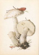 56430- MUSHROOMS - Paddestoelen