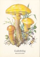 56431- MUSHROOMS - Paddestoelen