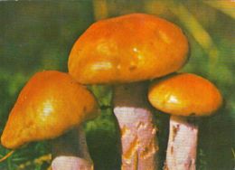 56446- MUSHROOMS - Paddestoelen