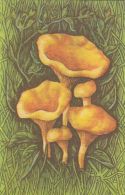 56465- MUSHROOMS - Paddestoelen