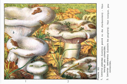 CHAMPIGNON ... PUBLICITE BIPENICILLINE .... LACTAIRE POIVRE - Paddestoelen