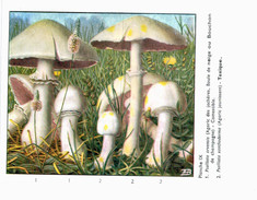 CHAMPIGNON ... PUBLICITE TYZYNE ... AGARIC - Mushrooms