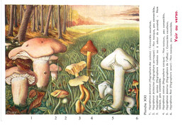 CHAMPIGNON ... PUBLICITE TERRAMYCINE ... HYGROPHORE - Mushrooms