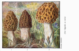CHAMPIGNON ... PUBLICITE TERRAMYCINE ... MORILLE - Mushrooms