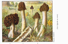 CHAMPIGNON ... PUBLICITE TERRAMYCINE ... GYROMITRE VERPE ET MORILLON - Mushrooms