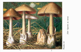 CHAMPIGNON ... PUBLICITE TERRAMYCINE ... VOLVAIRE - Mushrooms