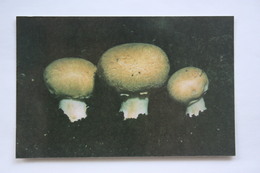 From MUSHROOMS Set  - Agaricus -  Mushroom - Old Postcard - - Champignon 1990 - Mushrooms