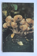 From MUSHROOMS Set  - Armillaria Mellea -  Mushroom - Old Postcard - - Champignon 1990 - Mushrooms