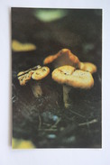 From MUSHROOMS Set  - Cantharellus -  Mushroom - Old Postcard - - Champignon 1990 - Mushrooms