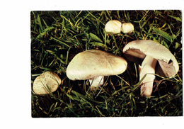 Cpm Champignons - Champignon - AGARIC CHAMPETRE - Comestible - Collection Du Club Paris - Mushrooms