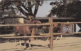 Czechoslovakia, CS-CSF-PUB-0018, Psychiatric Sanatorium - Bohnice, Horses,2 Scans.    Chip : SC5  SB - Tchécoslovaquie