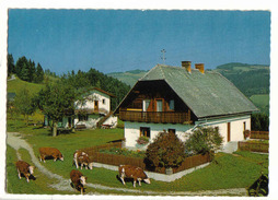 Waisenegg Bei Birkfeld 1977gel - Urlaub Am Bauernhof - Kühe - Birkfeld