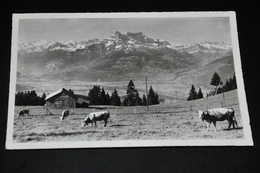 58- Leysin, Un Paysage Avec Les Dents Du Midi - Kühe