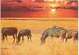 Le Zèbre Des Savanes Africaines, Carte Postale Adressée ANDORRA, Avec Timbre à Date Arrivée - Zebras