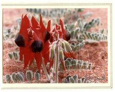 (529) Special Greeting Postcard - Coober Pedy (flower) - SA - Australia - Coober Pedy