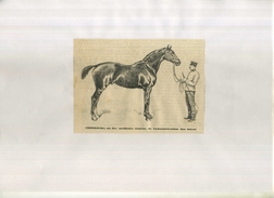 CHEBOURG , UN DES MEILLEURS ETALONS DE L'ADMINISTRATION DES HARAS  . REPRO FIN XIXeS. DECOUPEE ET COLLEE SUR PAPIER . - Reiten