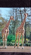 CPSM GIRAFE GIRAFES TACHETEES KRUGER - Giraffen