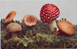 CPA Champignon Mushroom Non Circulé - Mushrooms