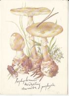 CPA MUSHROOM - Mushrooms