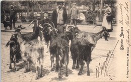 FOLKLORE  -- AU PAYS BASQUE -- Chevrier Basque - Otros & Sin Clasificación