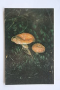 From MUSHROOMS Set  - Lactarius Resimus -  Mushroom - Old Postcard - - Champignon 1990 - Mushrooms
