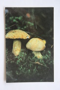 From MUSHROOMS Set  - Xerocomus -  Mushroom - Old Postcard - - Champignon 1990 - Mushrooms